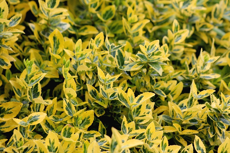 Euonymus-Arten aus unserer eigenen Baumschule