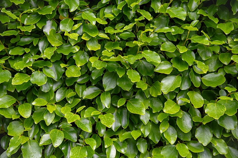 Griselinia-Arten aus eigener Baumschule