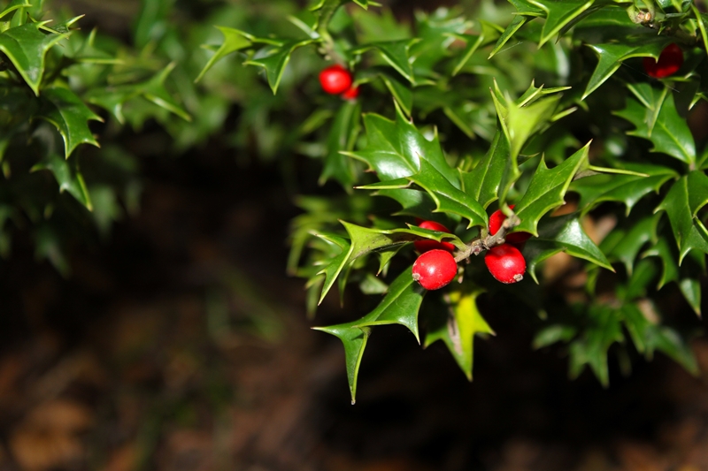 Ilex-Arten aus unserer eigenen Baumschule