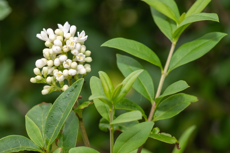 Ligustrum Arten Baumschule