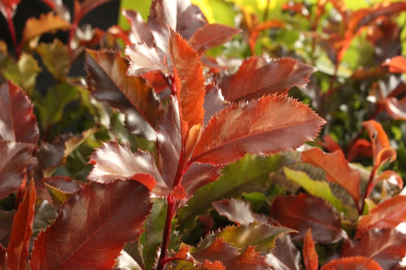Photinia-Arten aus unserer eigenen Baumschule