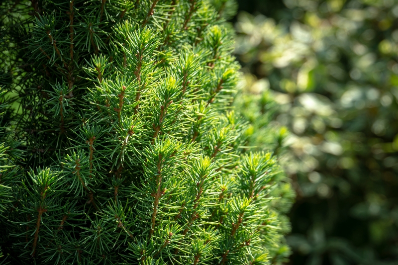 Picea-Arten aus unserer eigenen Baumschule