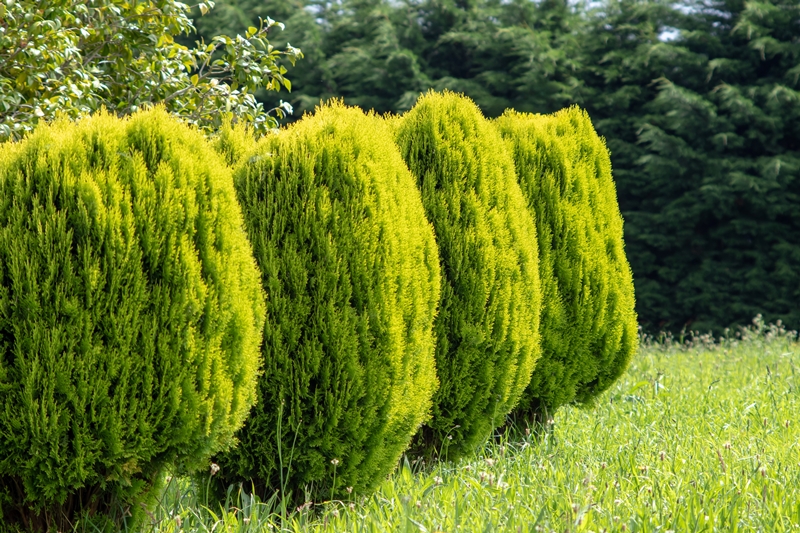 Platycladus-Arten aus unserer eigenen Baumschule