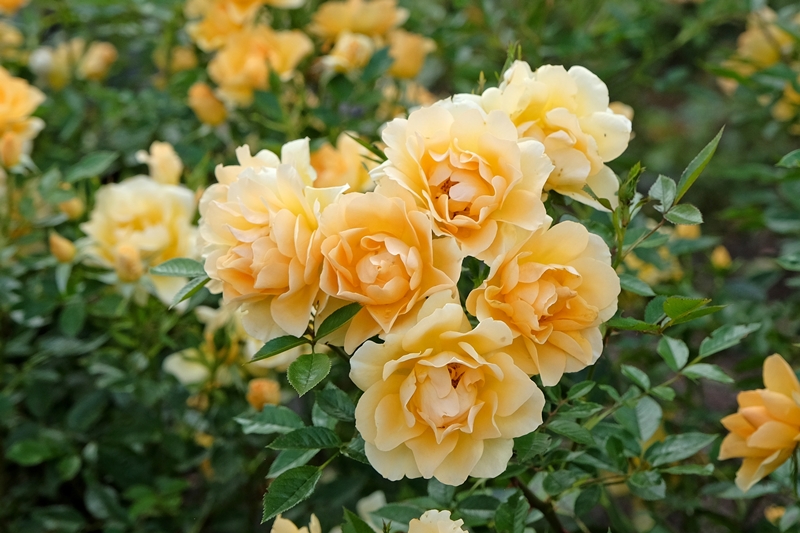 Rosa-Arten aus unserer eigenen Baumschule