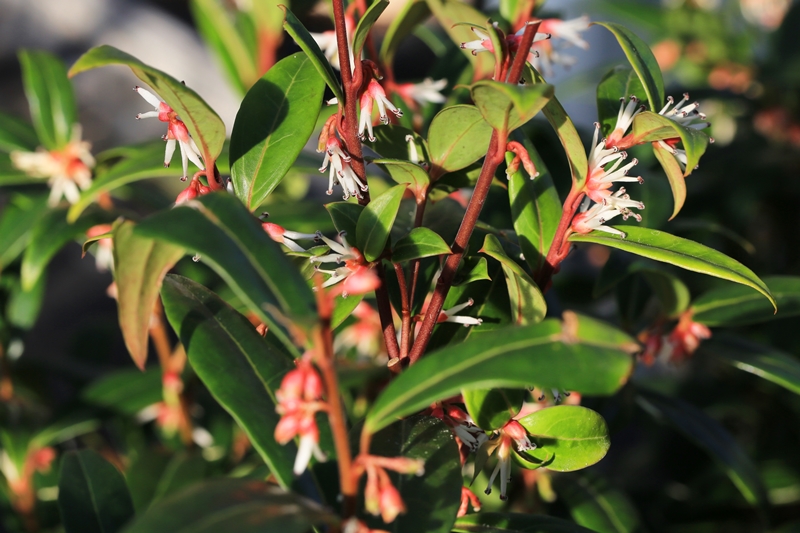 Sarcococca-Arten aus unserer eigenen Baumschule