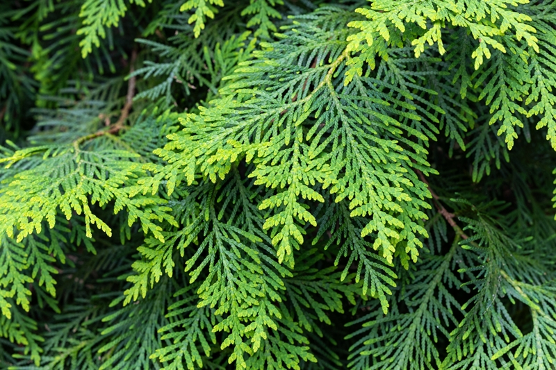 Thuja-Arten aus unserer eigenen Baumschule