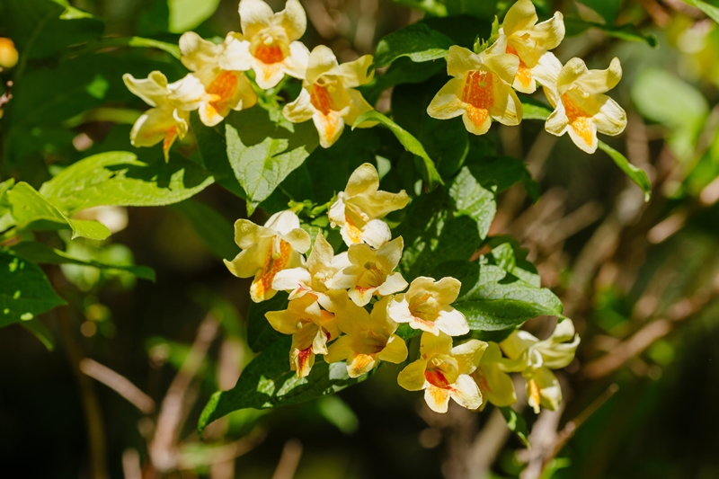 Weigela-Arten aus unserer eigenen Baumschule